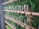 mur champagne 2.webp